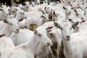 Вагітність в козях: визначення терміну та можливих патологій Вагітність в козях: визначення терміну та можливих патологій